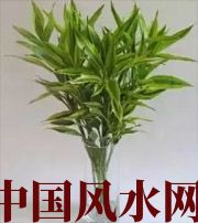 辽宁十二生肖养什么植物最旺财运？你知道吗！