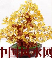 辽宁买了招财植物却不能发财，是方位摆错了！